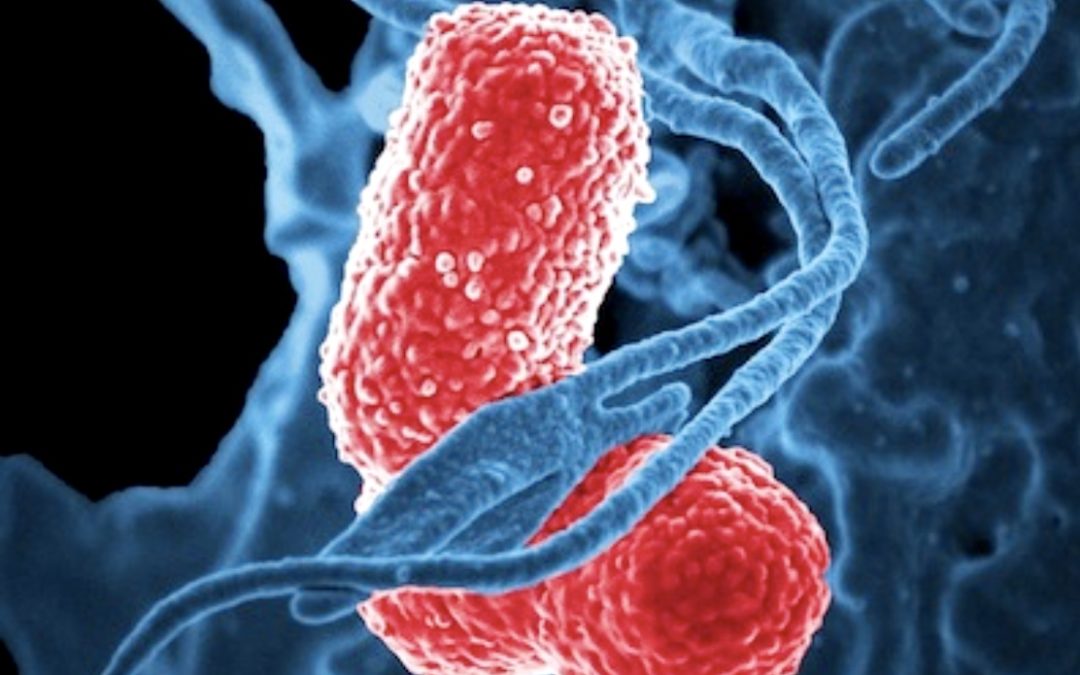 Our gut microbiome